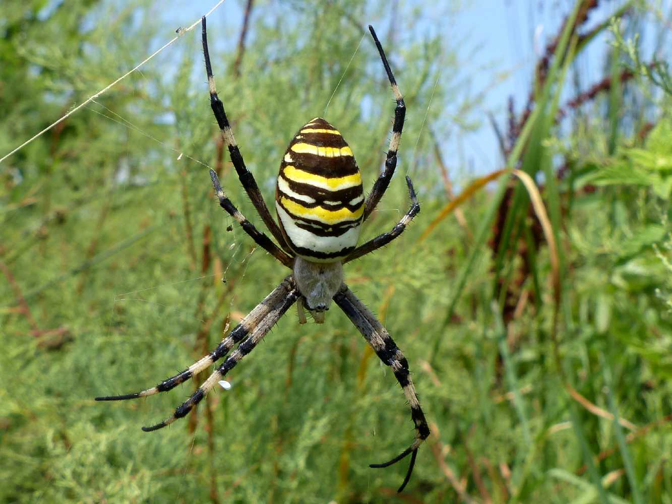 Quale Argiope? Argiope bruennichi - Sestri Levante (GE)